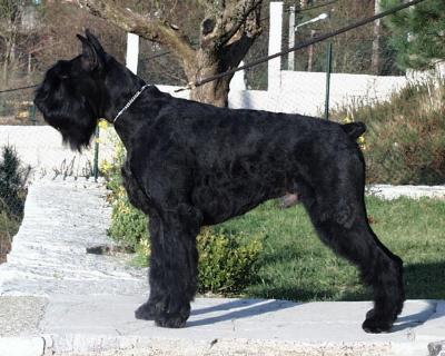 Schnauzer gigante